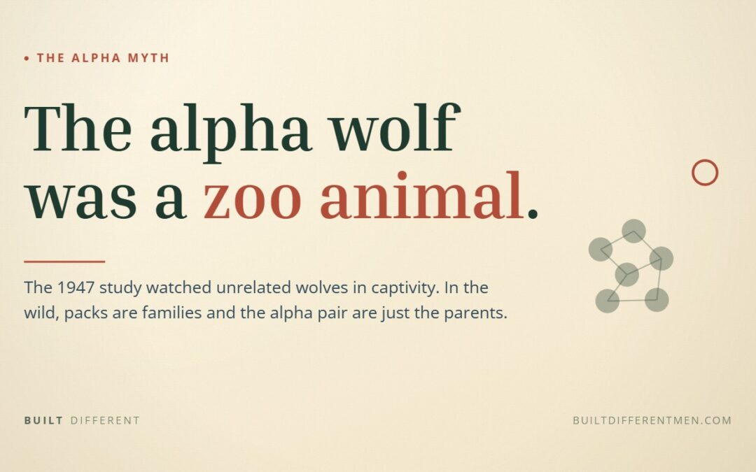 Is the Alpha Male Real? The Science Was Debunked by Its Own Author