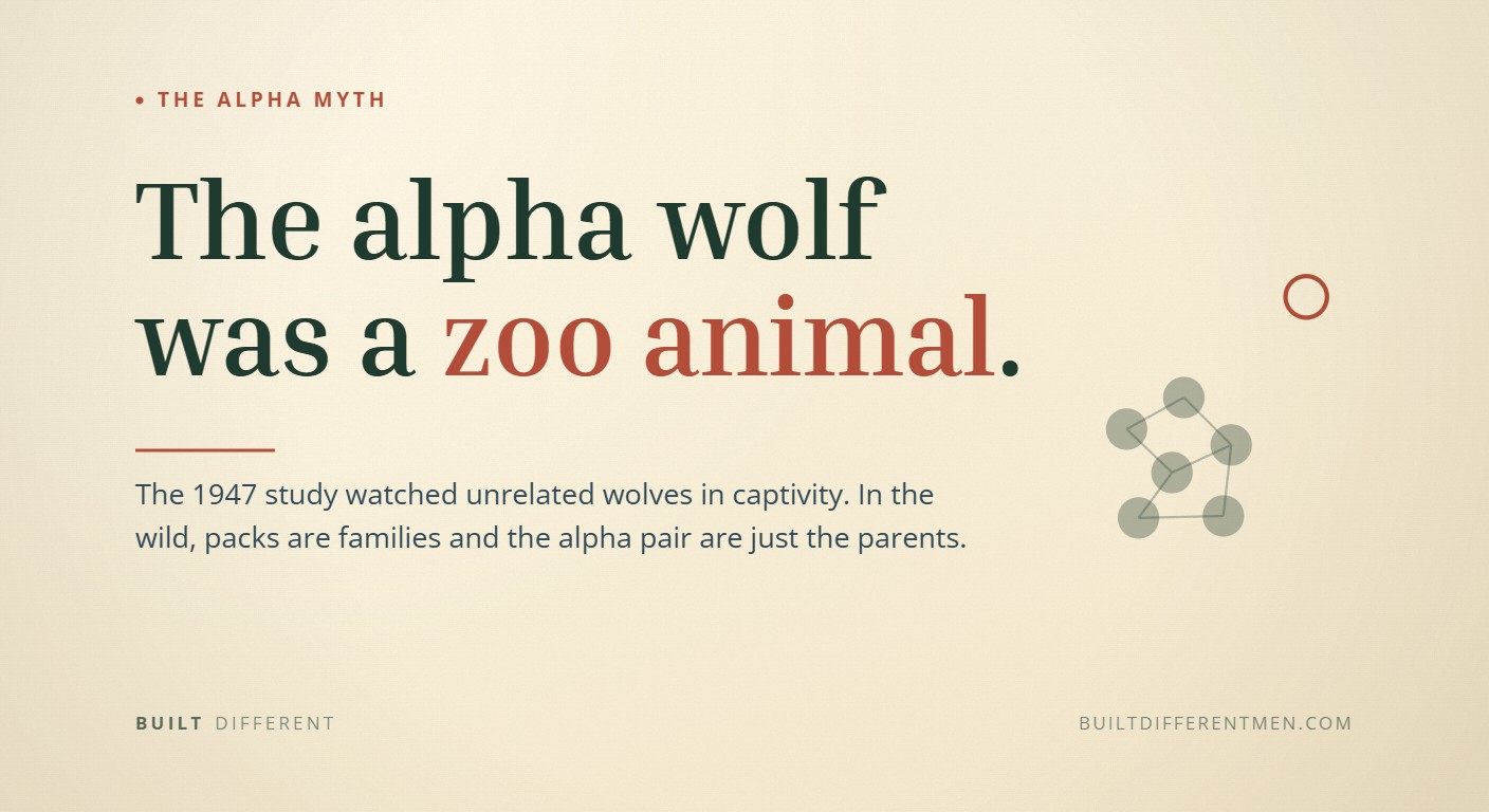 Card — post 566 Card reading: The alpha wolf was a zoo animal. — filed under The Alpha Myth.